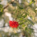 Sorbus aucuparia