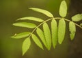 Sorbus aucuparia leaf close up