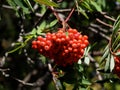 Sorbus Aucuparia Or Mountain Ash Or Rowan Berries Royalty Free Stock Photo