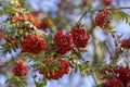 Sorbus aucuparia moutain-ash rowan tree branches with green leaves and red pomes berries on branches