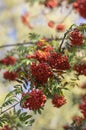 Sorbus aucuparia moutain-ash rowan tree branches with green leaves and red pomes berries on branches