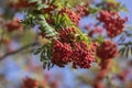 Sorbus aucuparia moutain-ash rowan tree branches with green leaves and red pomes berries on branches