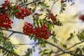 Sorbus aucuparia moutain-ash rowan tree branches with green leaves and red pomes berries on branches