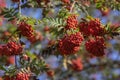 Sorbus aucuparia moutain-ash rowan tree branches with green leaves and red pomes berries on branches