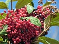 Branch with red rowan berries and green leaves against a blue sky