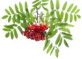 Sorbus aucuparia rowan or mountain-ash in a glass vessel on a white background