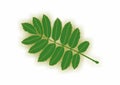 Sorbus aucuparia - Rowan