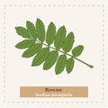 Sorbus aucuparia - Rowan