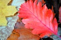 Sorbus hybrida oakleaf mountain ash, Swedish service-tree, Finnish whitebeam bright red autumn leaf on leaves