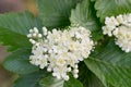 Sorbus intermedia Swedish whitebeam white flowers Royalty Free Stock Photo
