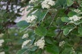 Sorbus intermedia Swedish whitebeam white flowers Royalty Free Stock Photo