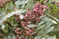 Close up of clusters of small pink berries of rowan, Sorbus pseudohupehensis `Pink Pagoda`, amongst green leaves, covered with dew Royalty Free Stock Photo