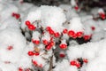 Sorbus Rowan Aucuparia tree fruit under snow in winter Royalty Free Stock Photo