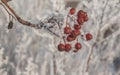 Sorbus torminalis branches Royalty Free Stock Photo