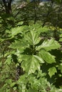 Sorbus torminalis tree