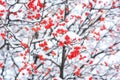 Sorbus tree, rowan or mountain-ash  with small red berries, food for birds, covered with white snow in winter. Snowy rowan tree Royalty Free Stock Photo