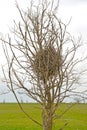 Sorcery nest on tree branches. Spring steppe. Kalmykia