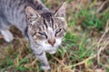 Sore eyes in a cat. Purulent discharge from the eyes. Treatment and care