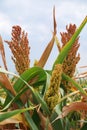 Sorghum