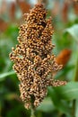 Sorghum Royalty Free Stock Photo