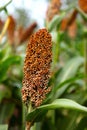 Sorghum Royalty Free Stock Photo
