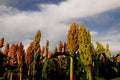 Sorghum