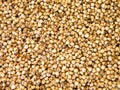 Sorghum Royalty Free Stock Photo