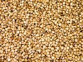 Sorghum