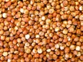 Sorghum