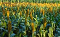 Sorghum Royalty Free Stock Photo