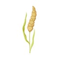 Sorghum as Grain Crop or Cereal Specie and Cultivated Grass on Stalk with Inflorescences Vector Illustration