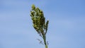 Sorghum bicolor (Cantel, gandrung, great millet, broomcorn, guinea corn) grain