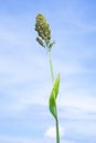 Sorghum bicolor (Cantel, gandrung, great millet, broomcorn, guinea corn) grain