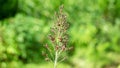 Sorghum bicolor (Cantel, gandrung, great millet, broomcorn, guinea corn) grain