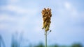 Sorghum bicolor (Cantel, gandrung, great millet, broomcorn, guinea corn) grain