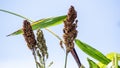 Sorghum bicolor (Cantel, gandrung, great millet, broomcorn, guinea corn) grain