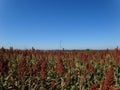 Sorghum