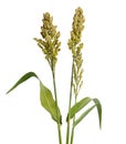 Sorghum bicolor, commonly called sorghum and also known as great millet, durra, jowari, jowar or milo. Isolated