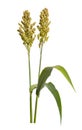 Sorghum bicolor, commonly called sorghum and also known as great millet, durra, jowari, jowar or milo. Isolated