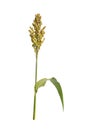 Sorghum bicolor, commonly called sorghum and also known as great millet, durra, jowari, jowar or milo. Isolated