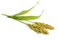 Sorghum bicolor, commonly called sorghum and also known as great millet, durra, jowari, jowar or milo. Isolated