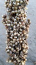 Sorghum bicolor, commonly called sorghum and also known as great millet