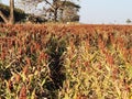 Sorghum is a drought-resistant cereal crop with diverse uses, from animal feed to biofuels