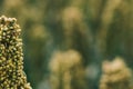 Sorghum bicolor crop in field, close up