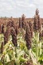 Sorghum Bicolor Vertical Royalty Free Stock Photo