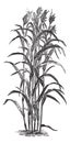 Sorghum bicolour or sorghum vintage engraving