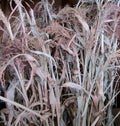 Sorghum Broom Corn dried plant background