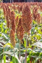 Sorghum