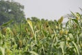 Sorghum Crop Field and Baya Weaver Sparrows on it Royalty Free Stock Photo