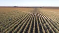 Sorghum crop growing in western queensland Royalty Free Stock Photo